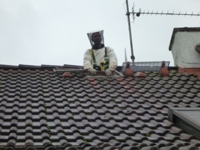 Wespen in Dachgaube
