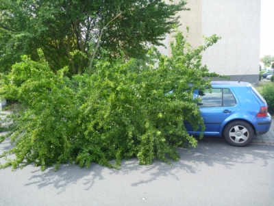 Baum auf Fahrbahn 