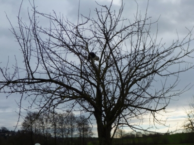 Katze auf Baum 