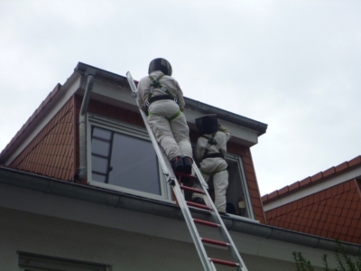 Wespennest in Dachgaube