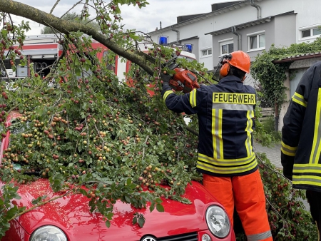 Baum auf PKW
