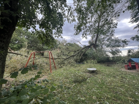 Baum auf Radweg